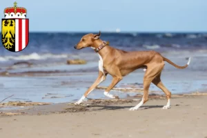 Lire la suite à propos de l’article Éleveurs d’Azawakh et chiots en Haute-Autriche