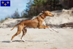 Lire la suite à propos de l’article Éleveurs d’Azawakh et chiots en Île-de-France