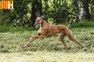 Lire la suite à propos de l’article Éleveurs d’Azawakh et chiots en Provence-Alpes-Côte d’Azur