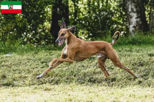 Lire la suite à propos de l’article Éleveurs d’Azawakh et chiots en Rhénanie du Nord-Westphalie