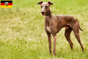 Lire la suite à propos de l’article Éleveurs d’Azawakh et chiots en Sarre