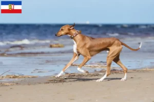 Lire la suite à propos de l’article Éleveurs d’Azawakh et chiots en Schleswig-Holstein