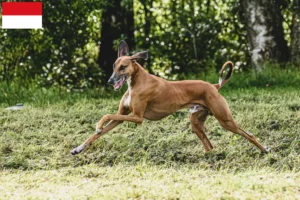 Lire la suite à propos de l’article Éleveurs d’Azawakh et chiots à Vienne