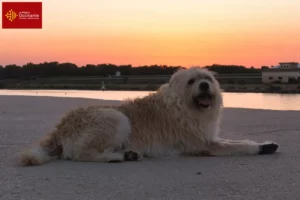 Lire la suite à propos de l’article Barbado da Terceira Éleveurs et chiots en Occitanie