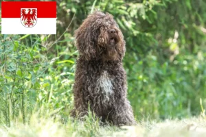 Lire la suite à propos de l’article Éleveurs de barbets et chiots dans le Brandebourg