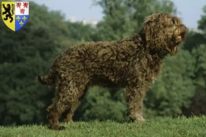 Lire la suite à propos de l’article Éleveurs de barbets et chiots en Hauts-de-France