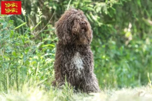 Lire la suite à propos de l’article Éleveurs de barbets et chiots en Normandie