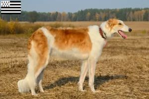 Lire la suite à propos de l’article Éleveurs de Barsoi et chiots en Bretagne