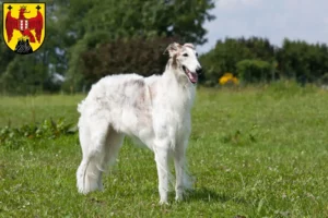 Lire la suite à propos de l’article Éleveurs de Barsoi et chiots dans le Burgenland