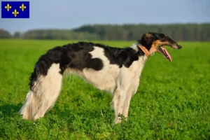 Lire la suite à propos de l’article Éleveurs de Barsoi et chiots en Île-de-France