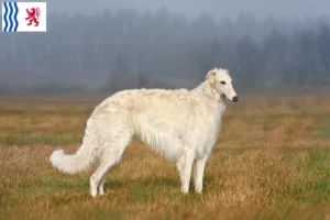 Lire la suite à propos de l’article Éleveurs de Barsoi et chiots en Nouvelle-Aquitaine