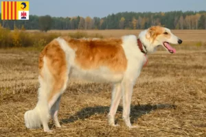 Lire la suite à propos de l’article Éleveurs de Barsoi et chiots en Provence-Alpes-Côte d’Azur