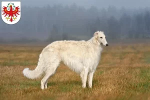 Lire la suite à propos de l’article Éleveurs de Barsoi et chiots au Tyrol