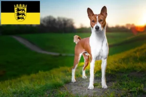 Lire la suite à propos de l’article Éleveurs de Basenji et chiots en Baden-Württemberg