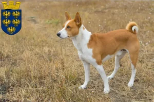 Lire la suite à propos de l’article Éleveurs de Basenji et chiots en Basse-Autriche