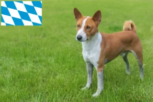 Lire la suite à propos de l’article Éleveurs de Basenji et chiots en Bavière