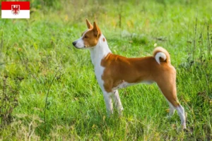 Lire la suite à propos de l’article Éleveurs de Basenji et chiots dans le Brandebourg