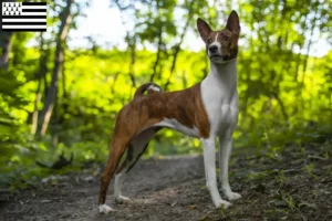 Lire la suite à propos de l’article Éleveurs de Basenji et chiots en Bretagne