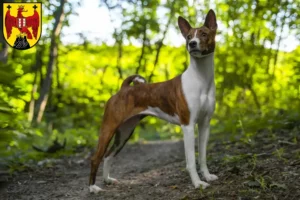 Lire la suite à propos de l’article Éleveurs de Basenji et chiots dans le Burgenland