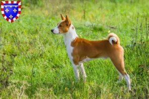 Lire la suite à propos de l’article Éleveurs de Basenji et chiots en Centre-Val de Loire