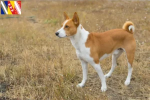 Lire la suite à propos de l’article Éleveurs de Basenji et chiots en Grand Est