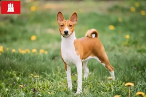 Lire la suite à propos de l’article Éleveurs de Basenji et chiots à Hambourg