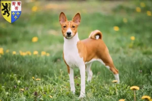 Lire la suite à propos de l’article Éleveurs de Basenji et chiots en Hauts-de-France