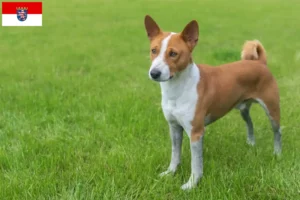 Lire la suite à propos de l’article Éleveurs de Basenji et chiots en Hesse