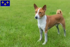 Lire la suite à propos de l’article Éleveurs de Basenji et chiots en Île-de-France