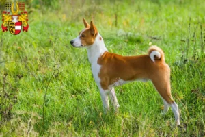 Lire la suite à propos de l’article Éleveurs de Basenji et chiots en Carinthie