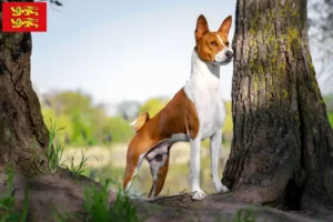 Lire la suite à propos de l’article Éleveurs de Basenji et chiots en Normandie