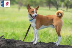 Lire la suite à propos de l’article Éleveurs de Basenji et chiots en Nouvelle-Aquitaine