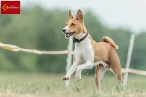 Lire la suite à propos de l’article Éleveurs de Basenji et chiots en Occitanie