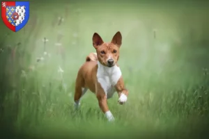 Lire la suite à propos de l’article Éleveurs de Basenji et chiots en Pays de la Loire