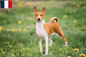 Lire la suite à propos de l’article Éleveurs de Basenji et chiots à la Réunion