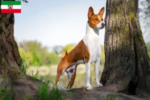 Lire la suite à propos de l’article Éleveurs de Basenji et chiots en Rhénanie du Nord-Westphalie