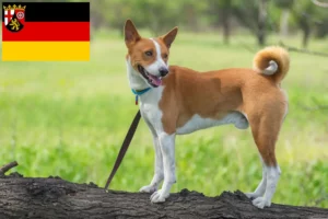 Lire la suite à propos de l’article Éleveurs de Basenji et chiots en Rhénanie-Palatinat