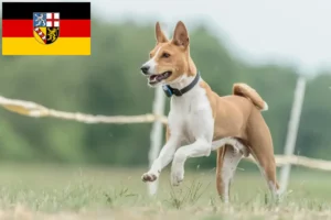 Lire la suite à propos de l’article Éleveurs de Basenji et chiots en Sarre