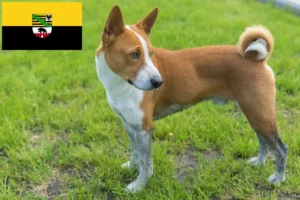 Lire la suite à propos de l’article Éleveurs de Basenji et chiots en Saxe-Anhalt