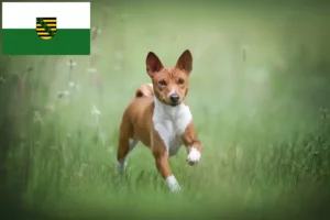 Lire la suite à propos de l’article Éleveurs Basenji et chiots en Saxe