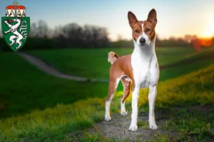 Lire la suite à propos de l’article Éleveurs de Basenji et chiots en Styrie