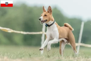 Lire la suite à propos de l’article Éleveurs de Basenji et chiots en Thuringe