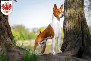 Lire la suite à propos de l’article Éleveurs de Basenji et chiots au Tyrol