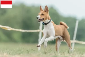 Lire la suite à propos de l’article Éleveurs de Basenji et chiots à Vienne