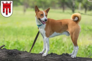 Lire la suite à propos de l’article Éleveurs de Basenji et chiots dans le Vorarlberg