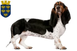 Lire la suite à propos de l’article Basset Artésien Normand Éleveurs et chiots en Basse-Autriche