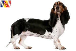 Lire la suite à propos de l’article Basset Artésien Normand Éleveurs et chiots en Grand Est