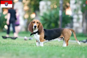 Lire la suite à propos de l’article Basset Artésien Normand éleveurs et chiots en Hesse