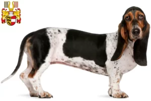 Lire la suite à propos de l’article Basset Artésien Normand éleveurs et chiots en Carinthie