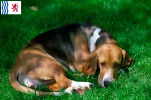 Lire la suite à propos de l’article Basset Artésien Normand Éleveurs et chiots en Nouvelle-Aquitaine